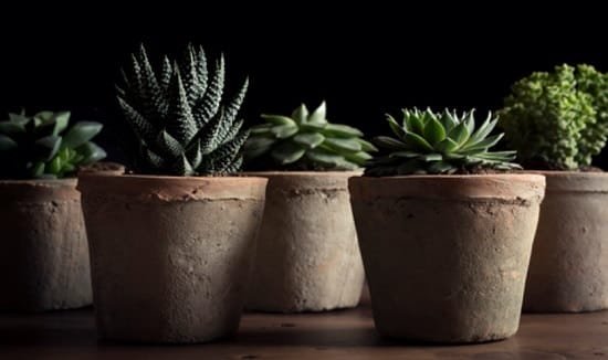 Can Succulents Grow in Shade?