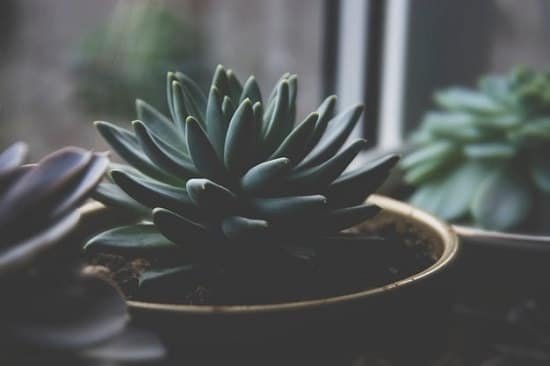 Succulents that can Grow in Shade