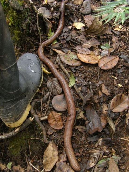 How Do Earthworms Help The Soil