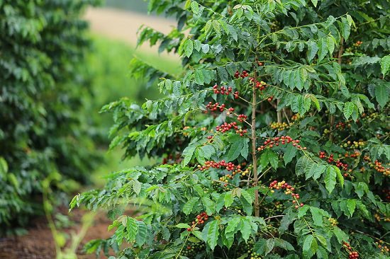 Do Coffee Beans Grow On Trees?