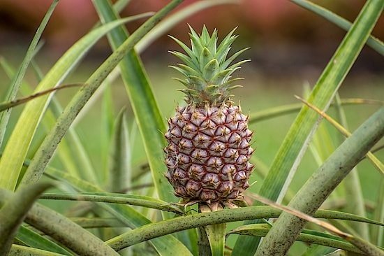 Do Pineapples Grow On Trees?