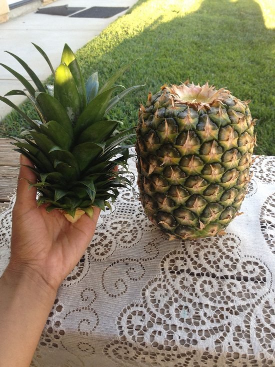 Can You Grow Pineapple Indoors?