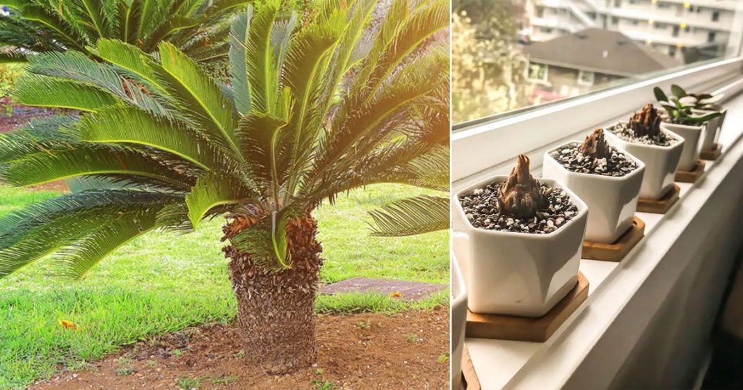 How To Grow Sago Palm Pups Removing Sago Palm Pups