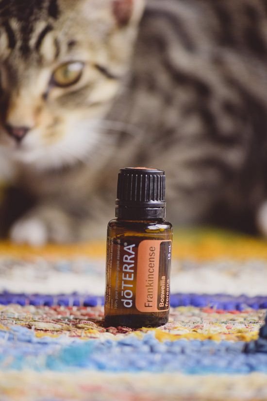 How to Give Frankincense to Cats?