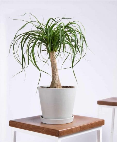 17 Types of Indoor Palm Plants | Best Palm Varieties