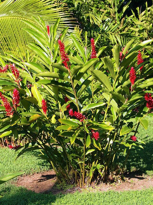 Types of Ginger Plants 6