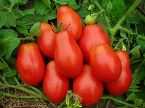 Growing Roma Tomato 3
