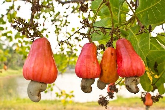 Are Cashews Poisonous?