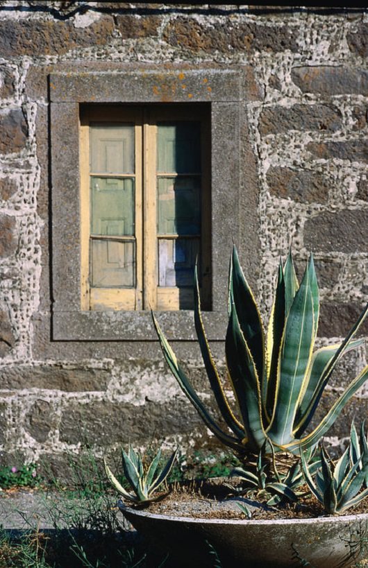 Apart from being a showy succulent, these 11 Amazing Agave Plant Benefits, and Uses, make it a very desirable plant.