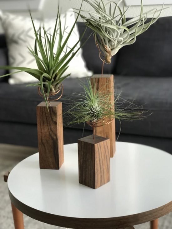 For a great living room, add a dash of green and contemporary style to your tabletop with these 21 best Coffee Table Plants.