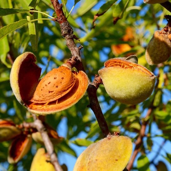 Where Do Almonds Come From?