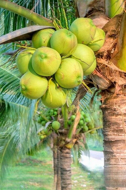 Coconut asian fruit