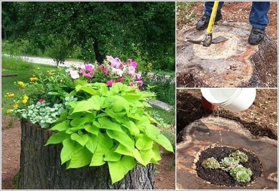 Creative Things to Do with Tree Stumps
