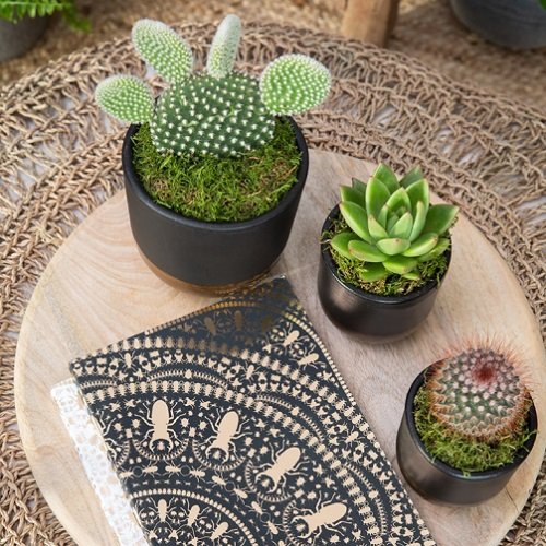 cacti plant for Coffee Table 6