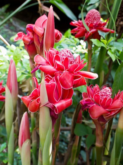 19 Types Of Ginger Plants Best Ginger Varieties Balcony Garden Web