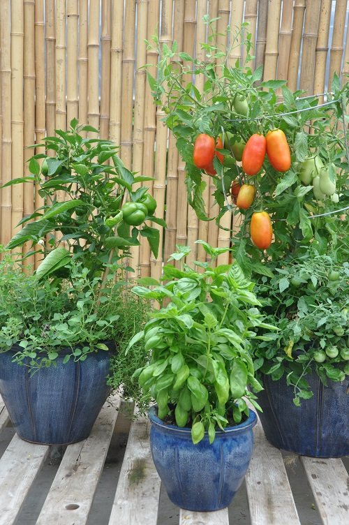 21 Plants To Grow For An Edible Italian Garden | Italian Container Garden 7