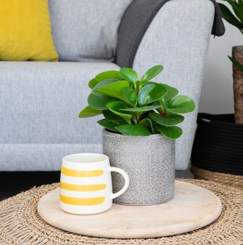 Coffee Table Plants for indoor 4