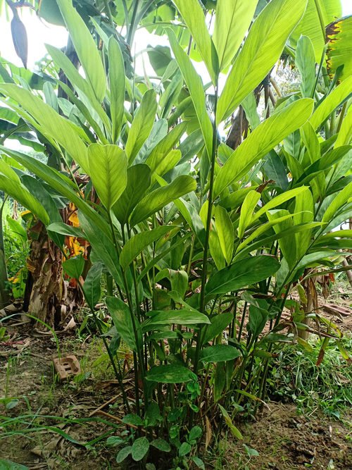 Types of Ginger Plants 8