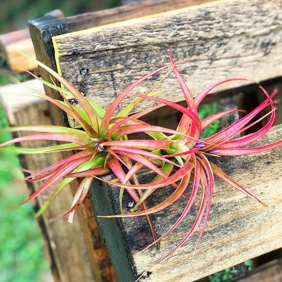 26 Types of Air Plants