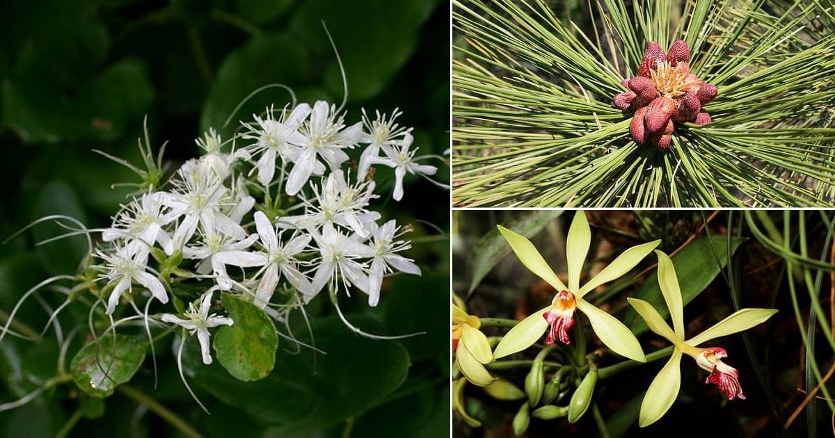 11 Flowers that Smell like Vanilla | Balcony Garden Web