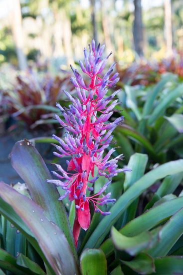 12 Different Bromeliad Types to Grow Indoors | Bromeliad Varieties