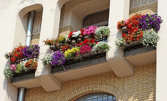 Best Plants for Balcony to turn it into a mini garden
