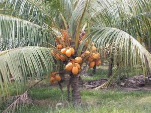 11 Different Types Of Coconuts | Coconut Varieties | Balcony Garden Web