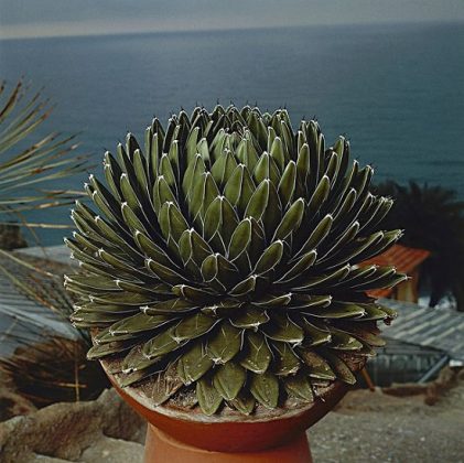 12 Types Of Agave Plants To Grow | Best Agave Varieties