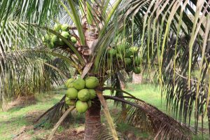 11 Different Types Of Coconuts | Coconut Varieties | Balcony Garden Web