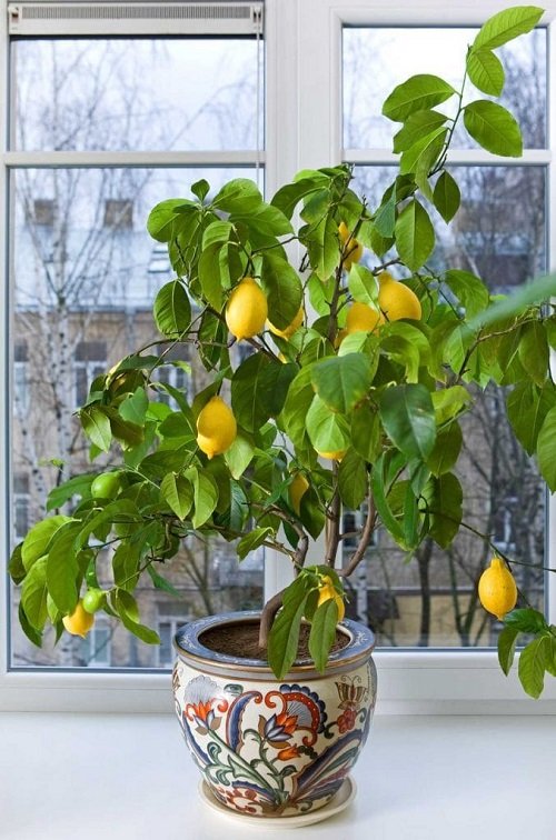 lemon Seeds from Fridge/Pantry