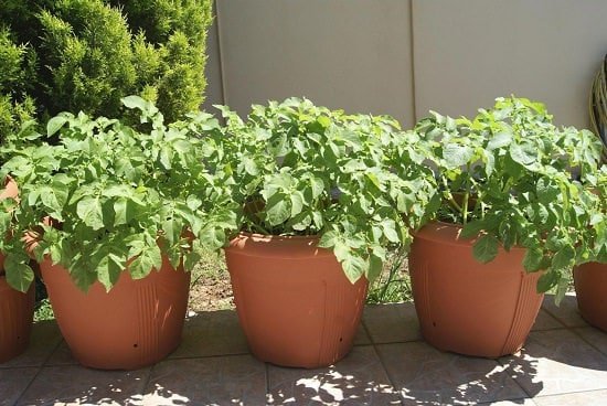 Growing Potatoes Indoors 9
