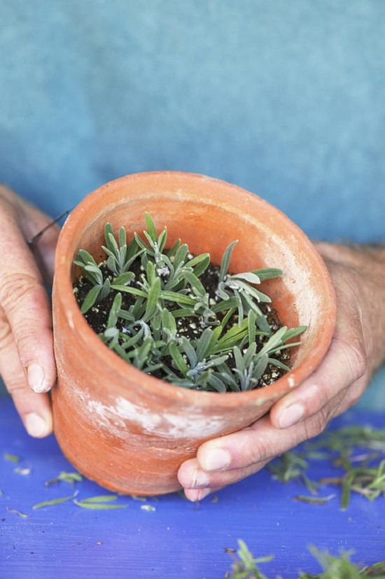 Growing Lavender In Pots