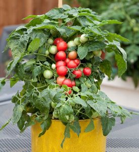 Best Potting Soil for Tomatoes | Best Soil Mix For Potted Tomatoes