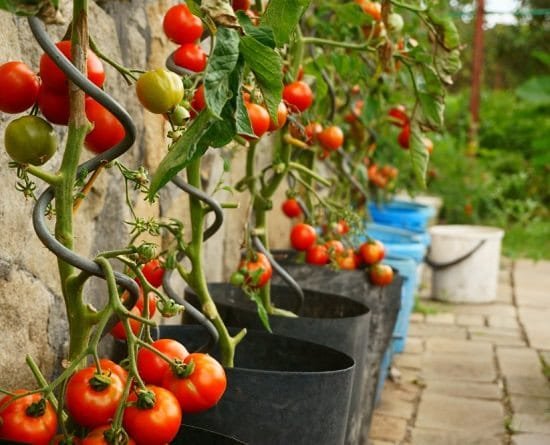Best Soil For Potting Tomatoes In The Pot 2