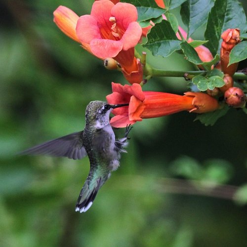 Best Plants and Flowers that Attract Hummingbirds 66