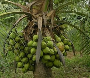 11 Different Types Of Coconuts | Coconut Varieties | Balcony Garden Web