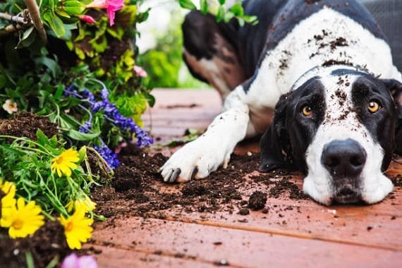 Plants Toxic to Dogs