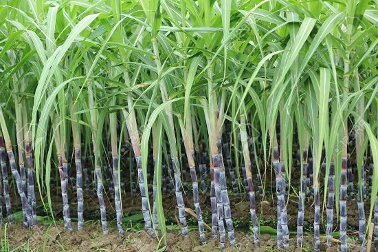 How to Grow Sugarcane