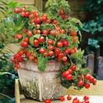 19 of the Best Homemade Fertilizers for Tomatoes