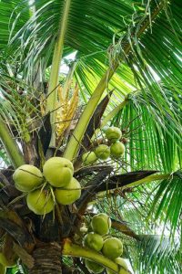 11 Different Types Of Coconuts | Coconut Varieties | Balcony Garden Web