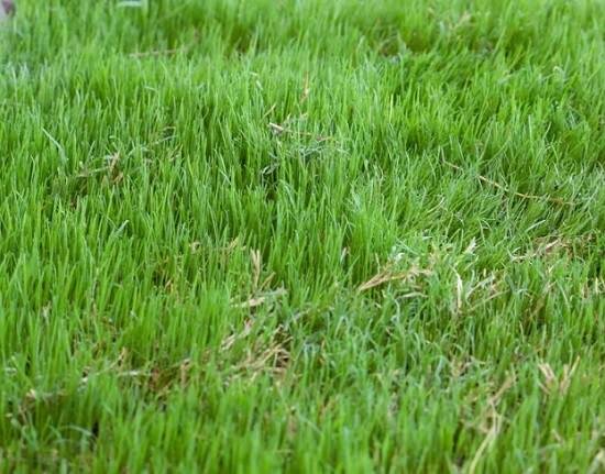 Basic Lawn Care Questions before you start your garden