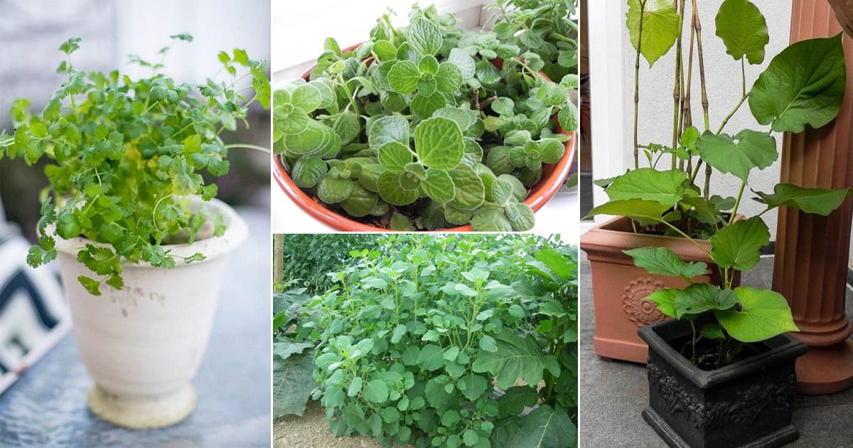 How to Grow a Mexican Herb Garden Common Mexican Herbs