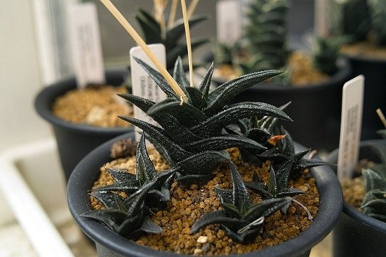 Black Indoor Plants that you can grow easily indoors