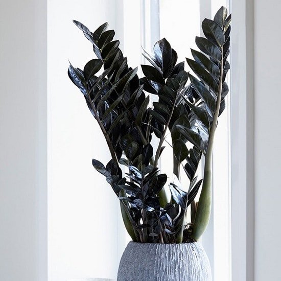 Plantas de interior negras para mejorar el aspecto de su habitación