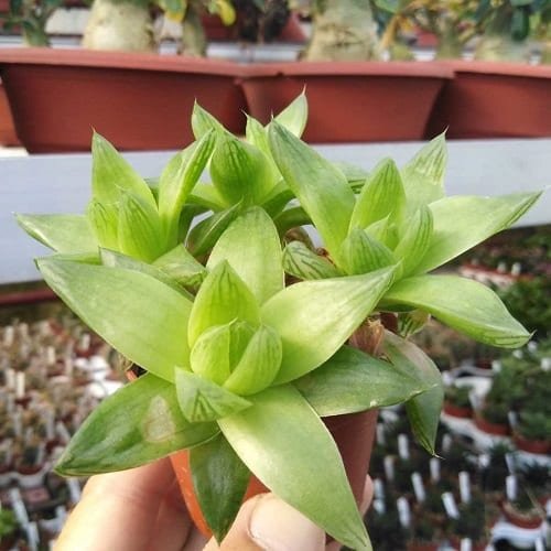 Rare Succulents that are Really Unique 6