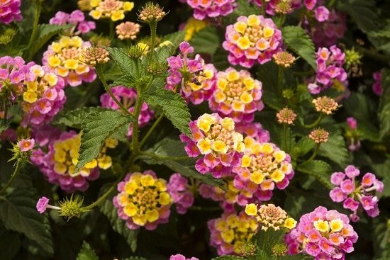 Pink flower names that are sure to make you grow them