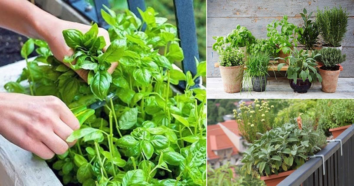 2 Minutes Practical Tips for Starting a Balcony Herb Garden