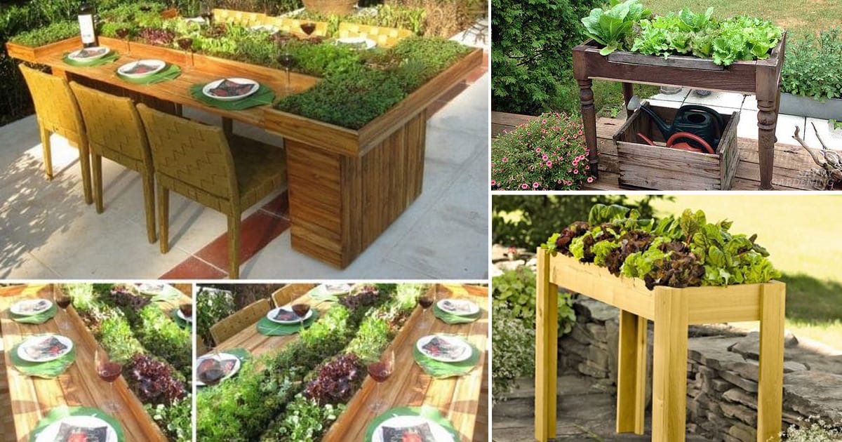 salad growing table