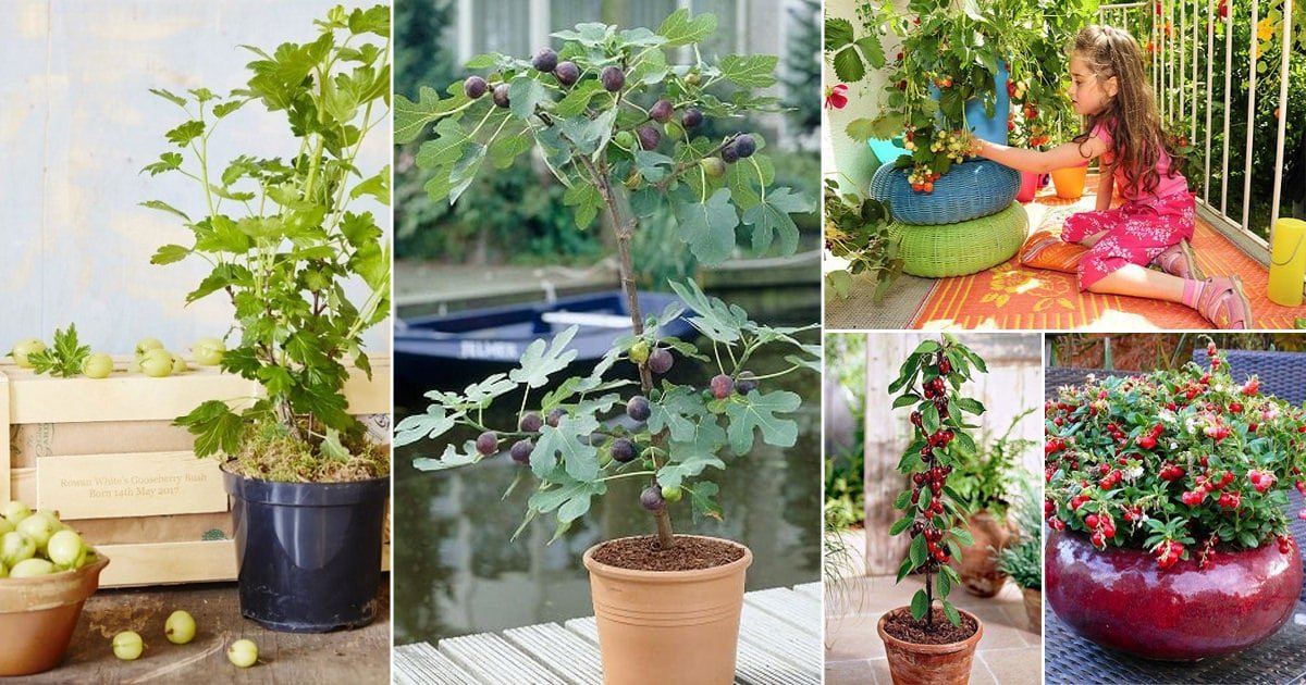21 Fruits You Can Grow In Balcony Rooftop And Patio Balcony Garden Web 