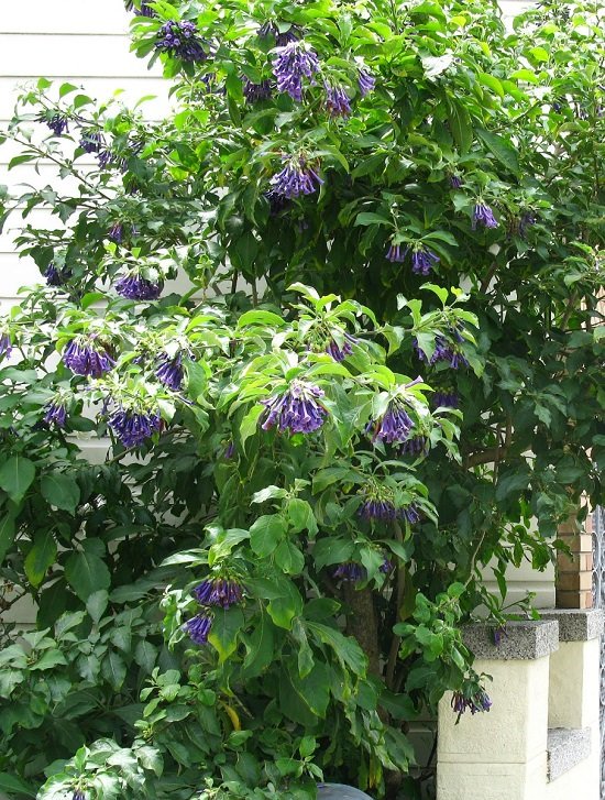 amazing Shrubs for Shade you don't know of